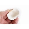 24 Beautiful Small White Ark Shells (1.25-1.5") Beach Wedding Decor