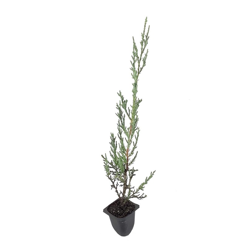 Juniper Burkii - 3 Live Trees - Juniperus Virginiana -