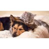 Allergy Relief for Cats - Allergy Relief Pets - for