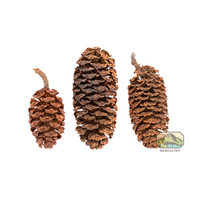 NewCal Alder Cones - 1oz