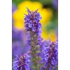 ArtExpert Purple Hyssop by Lisa S. Engelbrecht -