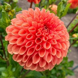 Toadstool Seeds 25 Linda Dahlia Seeds Flower Perennial Flowers Seed Flowering Bloom 1122 US SELL