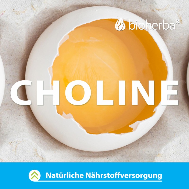 LEBER Kapseln mit Mariendistel & Cholinbitartrat – Mit Cholin zur