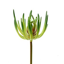 Vickerman 525302-6.75" Green Jade Pick (3/Pk) (FO180401) Home Office Succulents