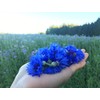 Pure Blue Cornflower Petals - 100% Natural Centaurea cyanus -