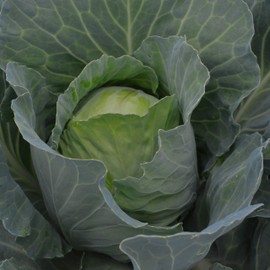 Early Golden Acre Cabbage - 100 Seeds