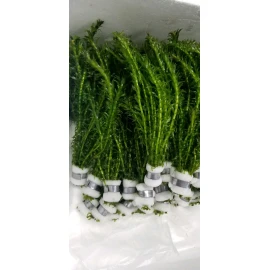 10 STEMS/bunch Anacharis Elodea Densa Egeria - aquarium and/or pond plant