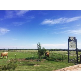 Pineapple Balsamic Vinegar - Gourmet Barrel Aged Infused Balsamic Vinegar - Great for Dressing Dipping Glazing - No Artificial Flavors or Added Sugar - Made in Texas (8.5 oz, 2 Pack)