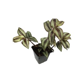 Purple Wandering Jew Plants in 4 Inch Pots (5) Please DO NOT Order in Severe Weather Conditions, These Plants DO NOT Ship Well in Extreme Heat and Cold