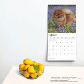 Pomeranians | 2025 12 x 24 Inch Monthly Square Wall Calendar | BrownTrout | Animals Small Dog Breeds