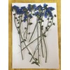 Fukusan Pressed Flower Pack, Forget-Me-Not, Obi Branches FUK-1016