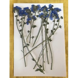 Fukusan Pressed Flower Pack, Forget-Me-Not, Obi Branches FUK-1016