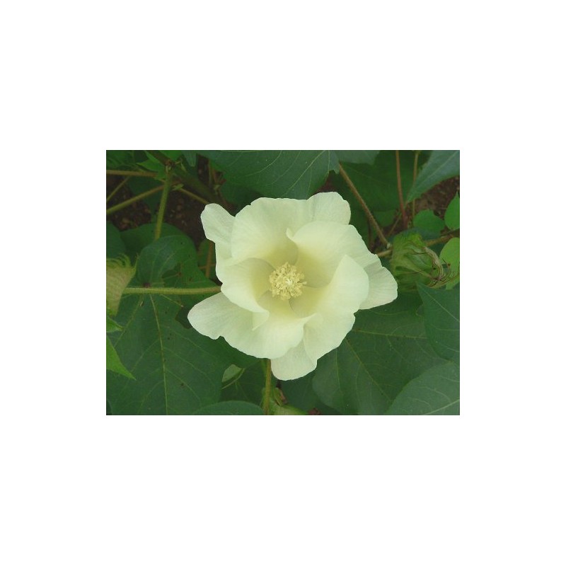 Cotton Seed Pure White, 8 Onces Over 1700 Seeds