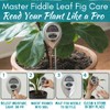 Houseplant Resource Center Fiddle Leaf Fig 3-in-1 Soil Moisture Meter