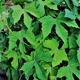 (20) Cutting Cnidoscolus aconitifolius Chaya Mayan (Spinach Tree)