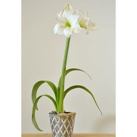 Stella Maris Amaryllis Bulb - Bare Root - Stunning White Blooms with Slightly Ruffled Petals - Easy to Grow Indoor or Outdoor Flowering Plant