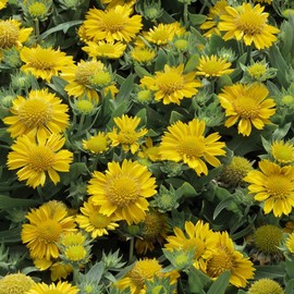 Outsidepride Gaillardia Aristata Aurea Pura - 1000 Seeds
