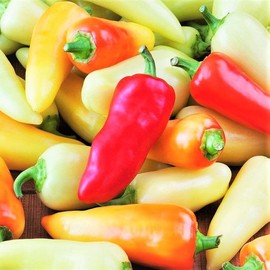 TomorrowSeeds - Santa Fe Grande Pepper Seeds - 900+ Count - for 2026 Planting 700 Scoville Units Medium Hot Chili Guero Chile Yellow Calibre Jalapeno Vegetable Heirloom Grow Your Own Home Farm Patio