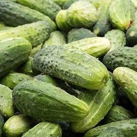Garden Bush Pickle F1 Hybrid Cucumber Seeds - 4 Oz ~3800 Seeds - Non-GMO, F1 Hybrid - Vegetable Garden - Cucumis sativus