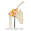 QWORK® Shoulder Joint Anatomical Model, Skeleton Model with Flexible Bands,