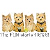 CafePress Norwich Terrier Fun Throw Blanket Super Soft Fleece Plush