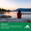 Provita Nervine: Herbal Support for Stress, Anxiety & Sleep (60