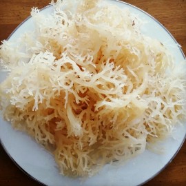 Irish Moss SEA MOSS WILD 8OZ $16.99 FREE SHIPPING  SUMMER SALE OCEAN DR SEBI IRISH MOSS