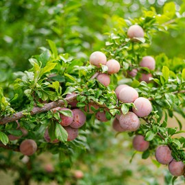 Apricot Plum, Unique Hybrid Plum with Apricot-Like Flavor and Juicy Flesh for Fresh Eating, 3-4 ft Tree Height, 7 gal. Grower Pot (Due to Agricultural Laws, we Cannot Ship to CA, AZ, AK, or HI)