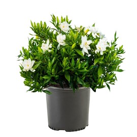 Shrub Frostproof Gardenia 2.5 Qt, White Blooms