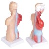 Human Torso Body Model Anatomy Anatomical Medical Internal Organs for