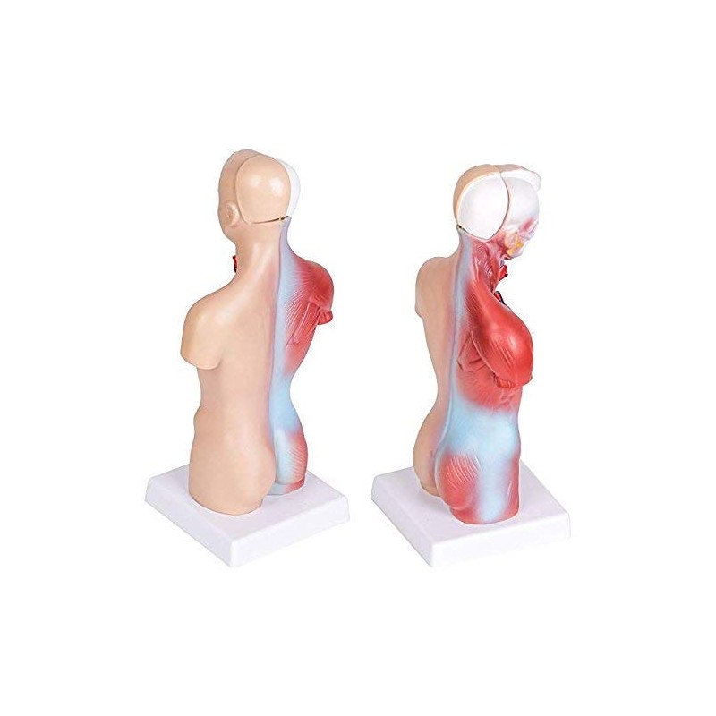 Human Torso Body Model Anatomy Anatomical Medical Internal Organs for