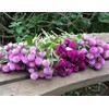 Mixed Color Globe Amaranth Gomphrena Seeds Purple Red White Dried
