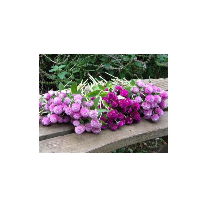 Mixed Color Globe Amaranth Gomphrena Seeds Purple Red White Dried