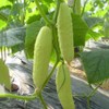Long Chinese Cucumber White Delicacy Exotic Vegetable Seeds for Planting