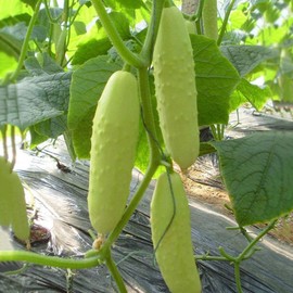 Long Chinese Cucumber White Delicacy Exotic Vegetable Seeds for Planting About 10 Seeds
