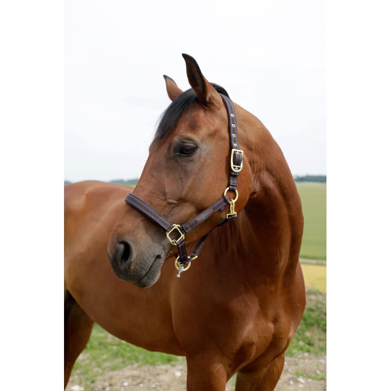 Horse Halter for Goleygo System, Brown/Light Blue, Cob