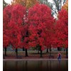 Maple Red (Acer Rubrum) Nice Garden Tree 25 Seeds by Seed Kingdom