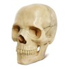 EVOTECH SCIENTIFIC Mini Skull Model, Didactic 15-Piece Palm-sized Anatomy Skull