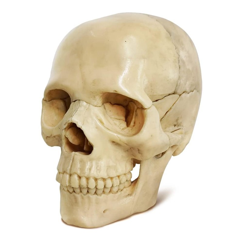 EVOTECH SCIENTIFIC Mini Skull Model, Didactic 15-Piece Palm-sized Anatomy Skull