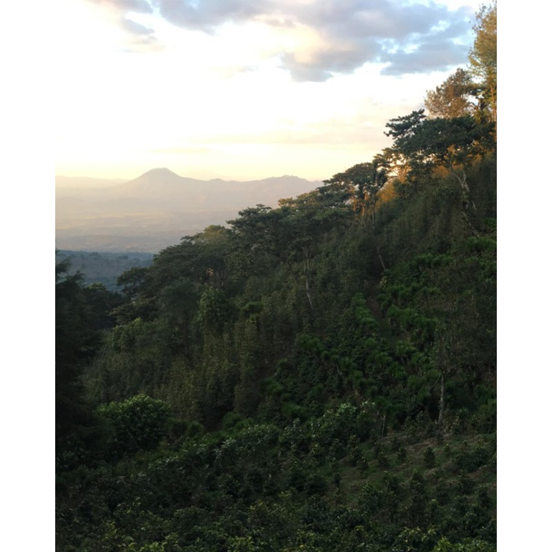 Rounton Coffee Roasters | 250g Green Coffee Beans El Salvador