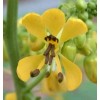Buy Rare Seeds Senna hebecarpa| Wild Cassia|Wild Senna|American senna| 100_Seeds