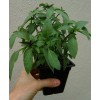 THAI BASIL* 100 SEEDS* GOURMET * CULINARY *