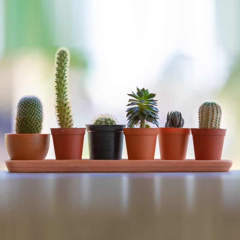 ACCURATE Garden Pot - Terracotta (20 CM)