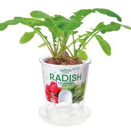 Seishin Pottery GD-81901 Household Garden Easy Cultivation Kit, Radish, Indoor, Herb, Vegetables, Cultivation Set, Approx. 4.3 inches (11 cm), Fresh Feel, Mother's Day, Gift, Birthday