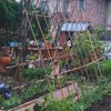 COLOtime 8FT Bamboo Stakes Plant Stakes 1 Inch Thick Diameter