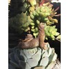 Yoga With Sloths Figurines Set of Five - 3" Sloth