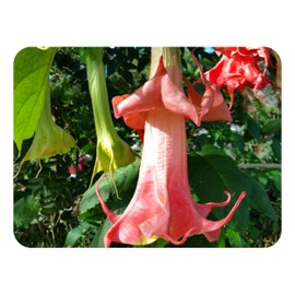 Pink Perfection or Perfektion Brugmansia Angels Trumpet Live Tropical Plant Fragrant Fancy Double Coral Rose Starter Size 4 Inch Pot Emeralds TM