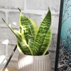 Planta Sansevieria Zeylanica Resistente Para Interiores Lengua De Suegra