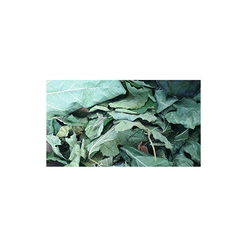 85g / 3 oz FIG Leaf Cut Leaves Detox FICUS