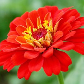 Zinnia Seeds Annual Low Maintenance Attracts Bees & Butterflies Drought Tolerant Borders Containers Garden Outdoor 50Pcs Flower Seeds by YEGAOL Garden